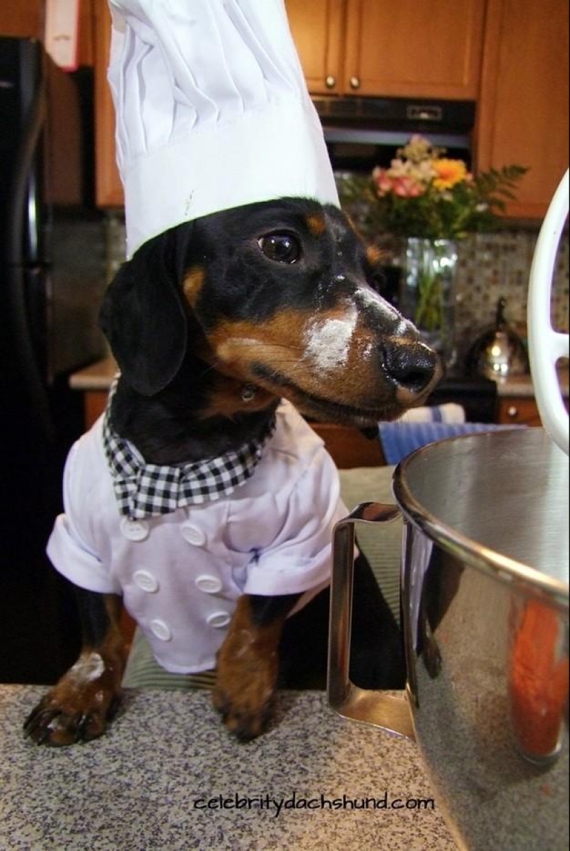 What can a dachshund do for you?