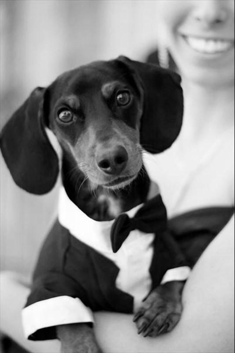 What can a dachshund do for you?