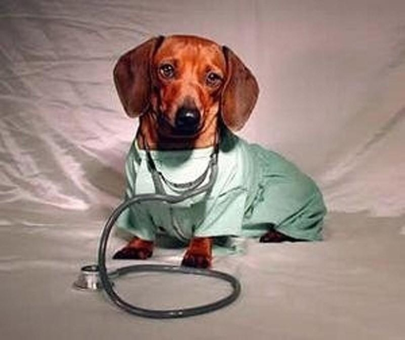 What can a dachshund do for you?