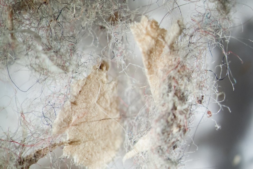 What does your household dust look like under a microscope?