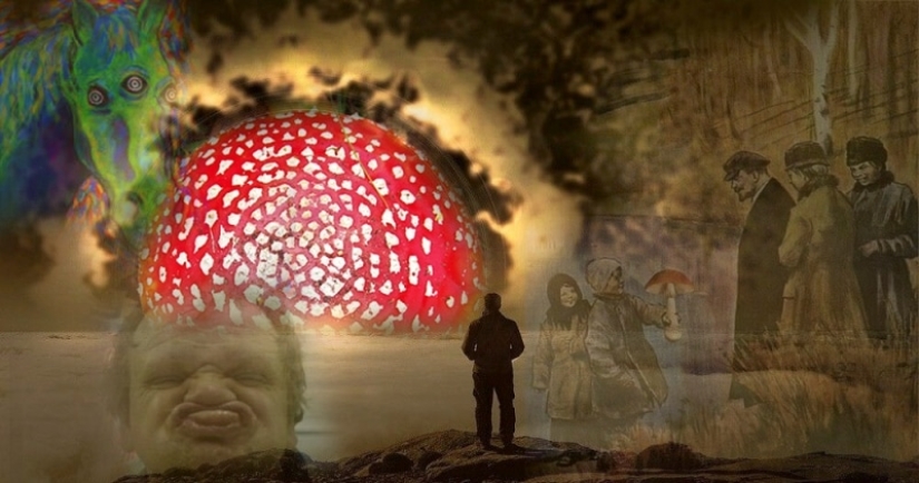 What is fly agaric microdosing, or Why it has become fashionable to eat poisonous mushrooms