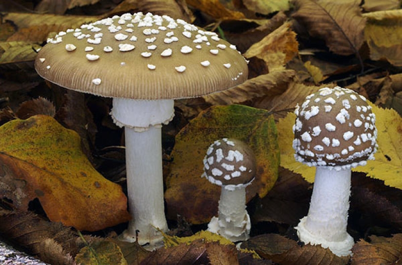 What is fly agaric microdosing, or Why it has become fashionable to eat poisonous mushrooms