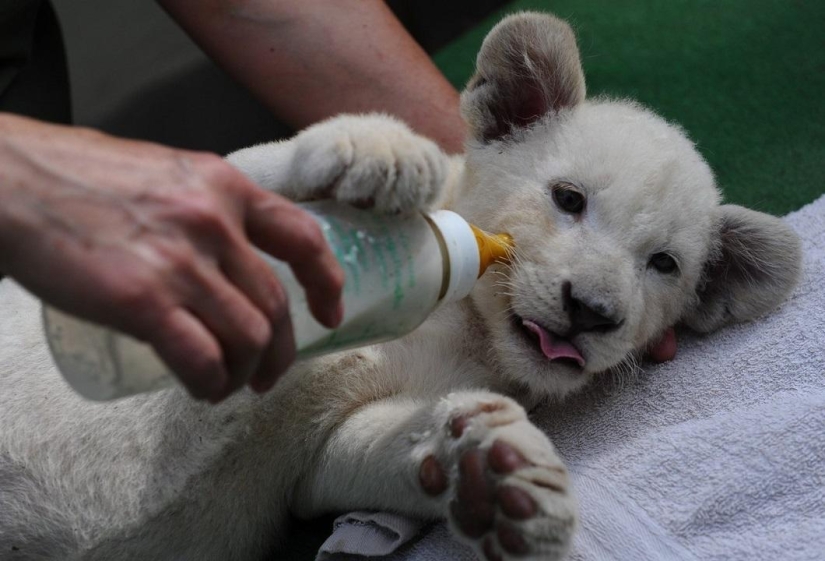 White lion cubs have become the stars of a private zoo White lion cubs have become the stars of a private zoo