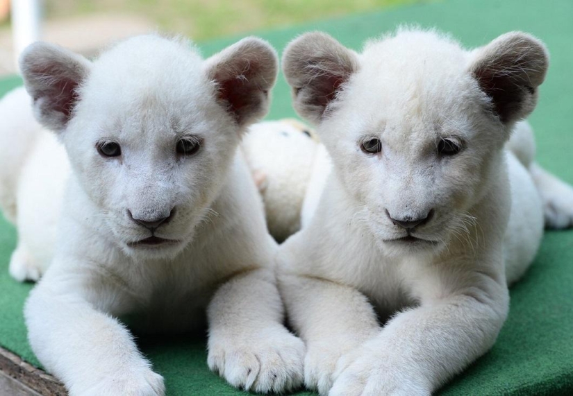 White lion cubs have become the stars of a private zoo White lion cubs have become the stars of a private zoo