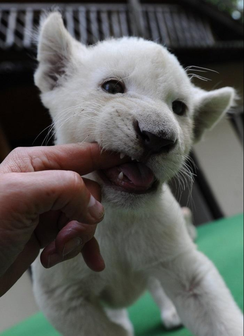 White lion cubs have become the stars of a private zoo White lion cubs have become the stars of a private zoo