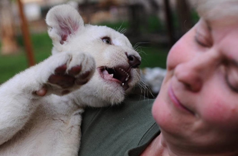 White lion cubs have become the stars of a private zoo White lion cubs have become the stars of a private zoo
