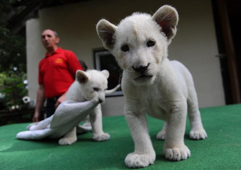 White lion cubs have become the stars of a private zoo White lion cubs have become the stars of a private zoo