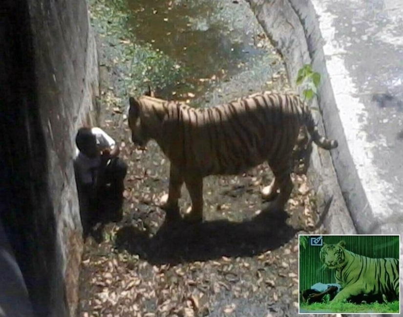 White tiger kills young man at Indian zoo