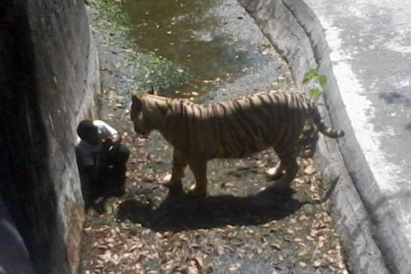 White tiger kills young man at Indian zoo