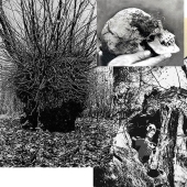 "Who put Bella in the elm tree?": a creepy find in the woods shocked a small town "Who put Bella in the elm tree?": a creepy find in the woods shocked a small town