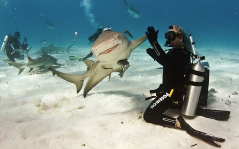 Who said that animals can't smile?