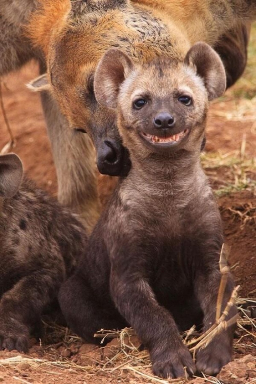 Who said that animals can't smile?