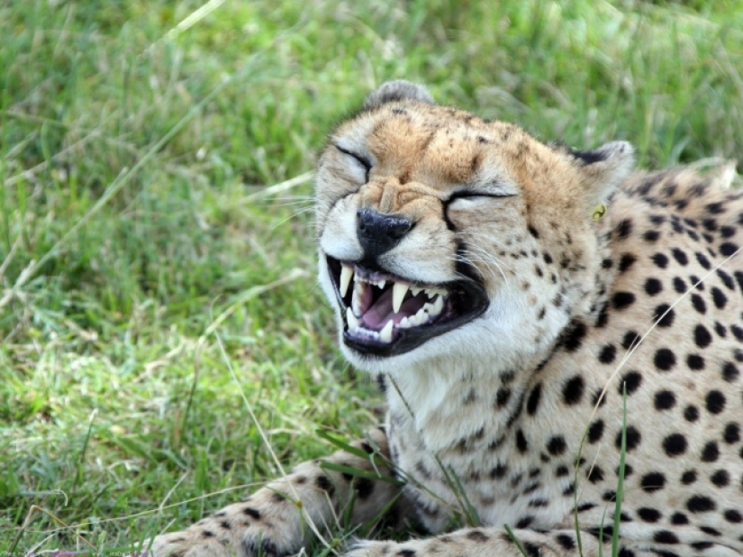 Who said that animals can't smile?