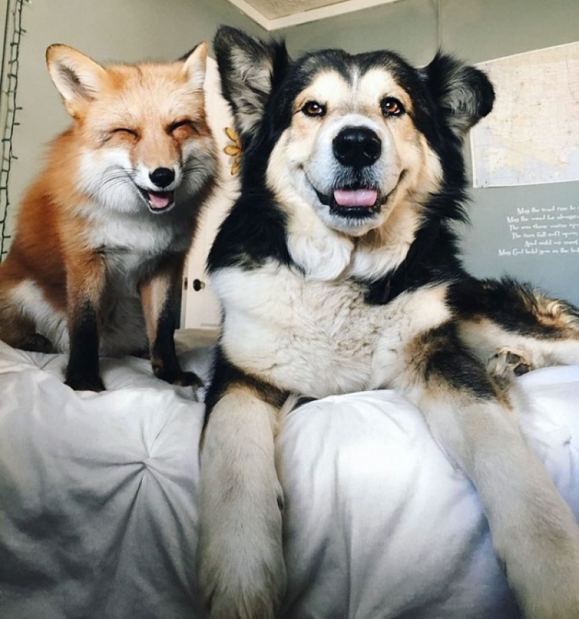 Who said that animals can't smile?
