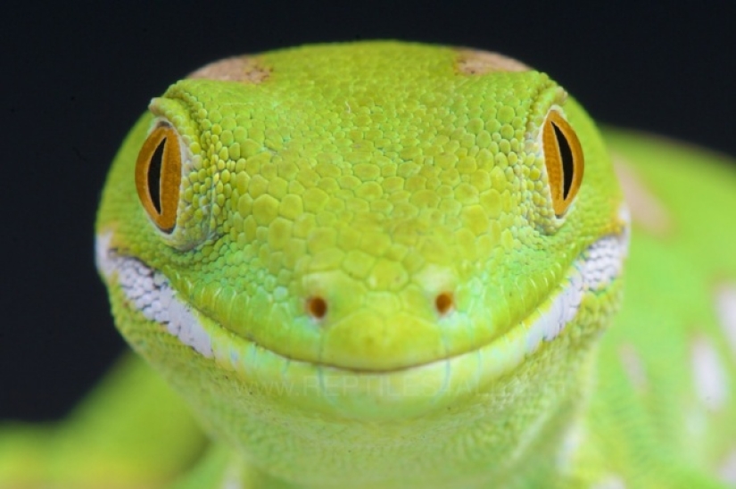 Who said that animals can't smile?
