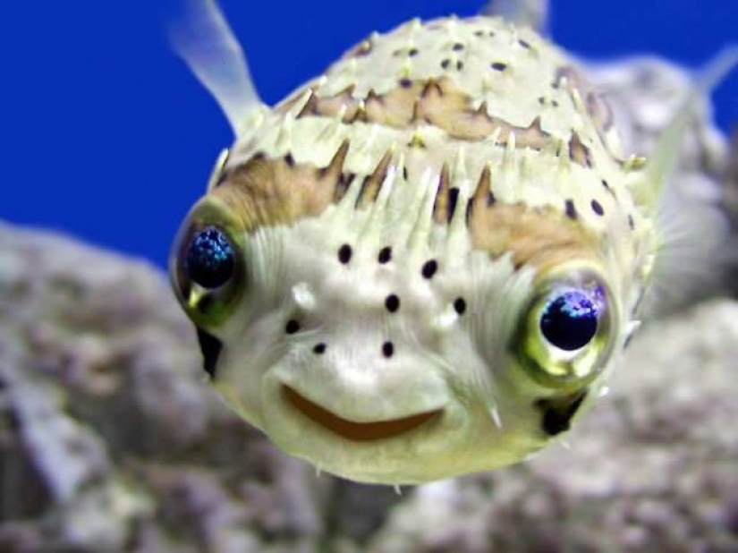 Who said that animals can't smile?