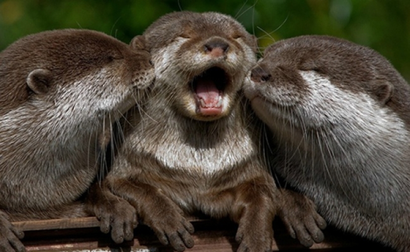 Who said that animals can't smile?