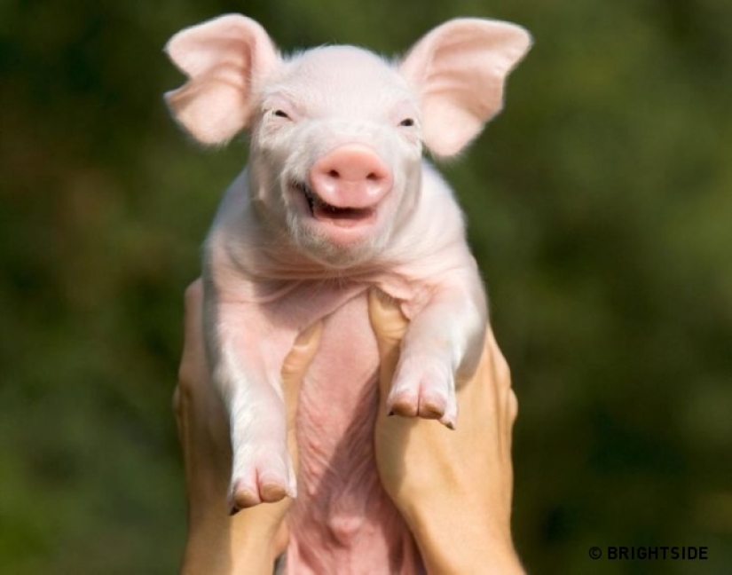 Who said that animals can't smile?