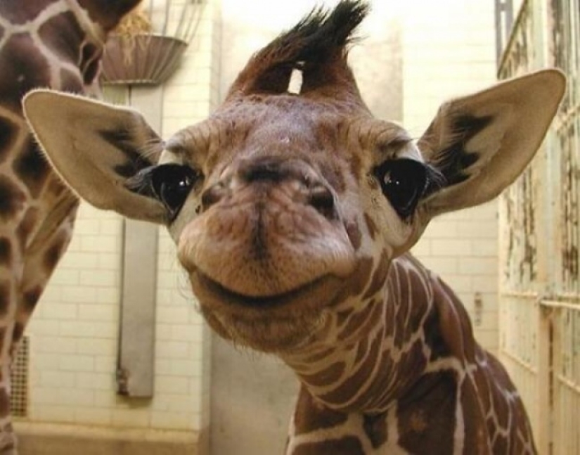 Who said that animals can't smile?