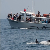 Why killer whales started sinking yachts