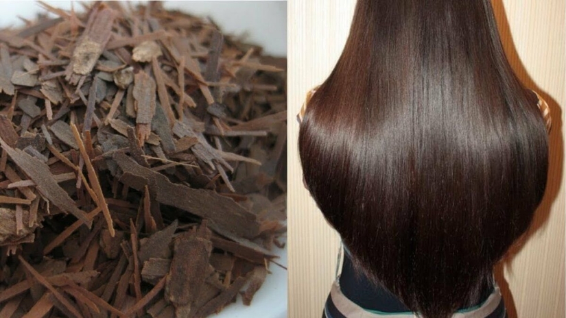 Why water your hair with oak bark. A natural remedy that women have been using since antiquity