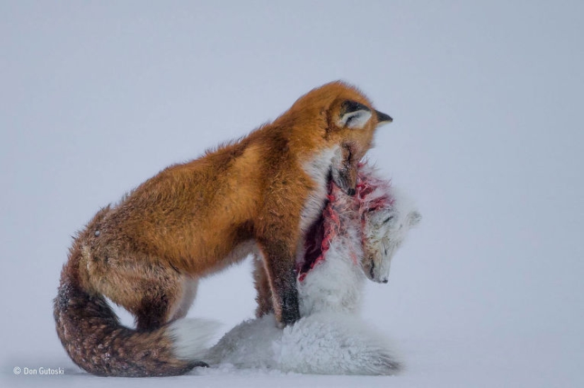 Wildlife Photographer 2015 Winners Wildlife Photographer 2015 Winners