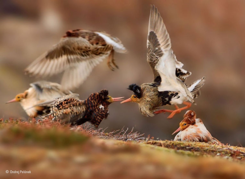 Wildlife Photographer 2015 Winners Wildlife Photographer 2015 Winners