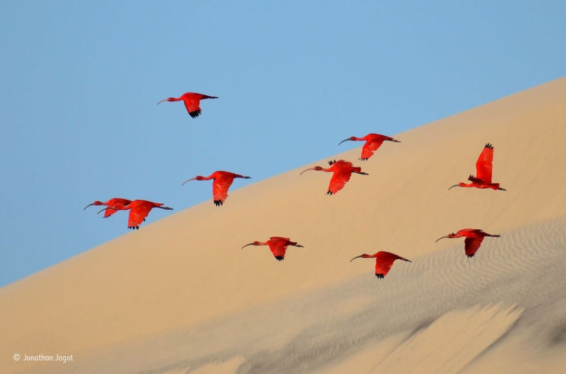 Wildlife Photographer 2015 Winners Wildlife Photographer 2015 Winners