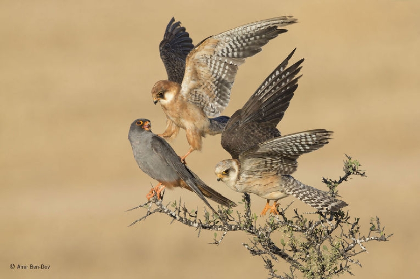 Wildlife Photographer 2015 Winners Wildlife Photographer 2015 Winners