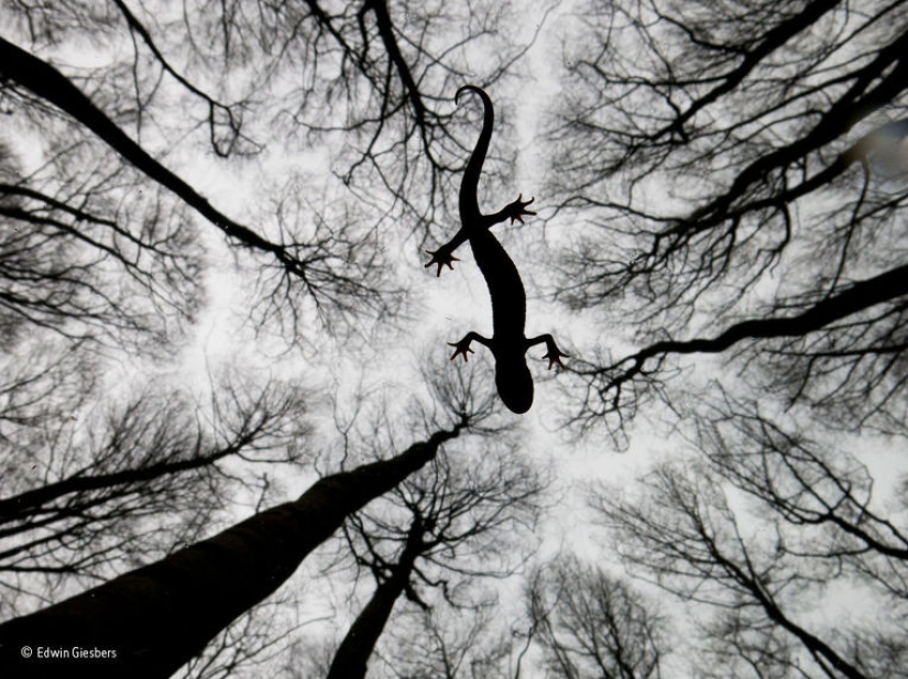 Wildlife Photographer 2015 Winners Wildlife Photographer 2015 Winners