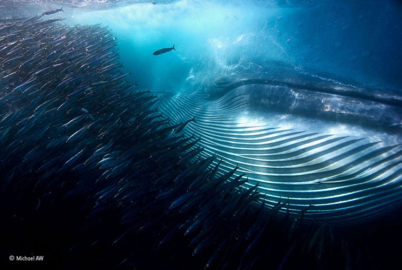Wildlife Photographer 2015 Winners Wildlife Photographer 2015 Winners