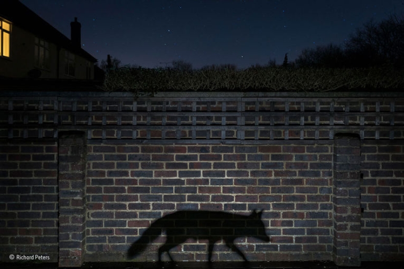 Wildlife Photographer 2015 Winners Wildlife Photographer 2015 Winners