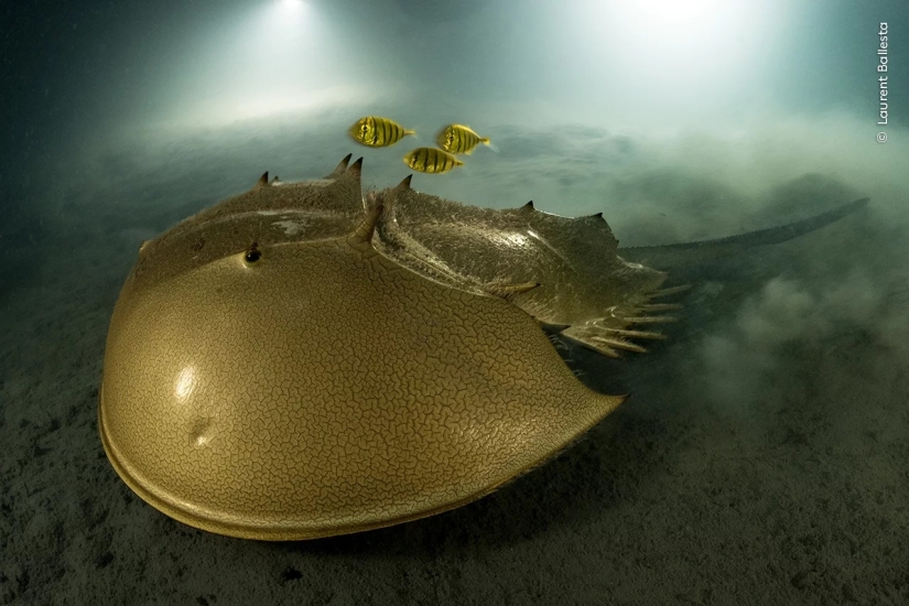 Wildlife Photographer of the Year winners show the beauty — and precarity — of nature Wildlife Photographer of the Year winners show the beauty — and precarity — of nature