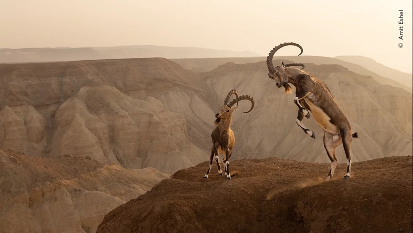 Wildlife Photographer of the Year winners show the beauty — and precarity — of nature Wildlife Photographer of the Year winners show the beauty — and precarity — of nature