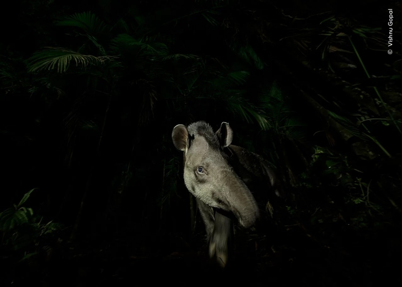 Wildlife Photographer of the Year winners show the beauty — and precarity — of nature Wildlife Photographer of the Year winners show the beauty — and precarity — of nature