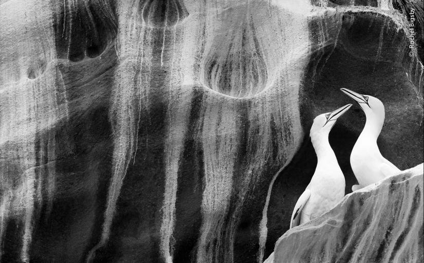 Wildlife Photographer of the Year winners show the beauty — and precarity — of nature Wildlife Photographer of the Year winners show the beauty — and precarity — of nature