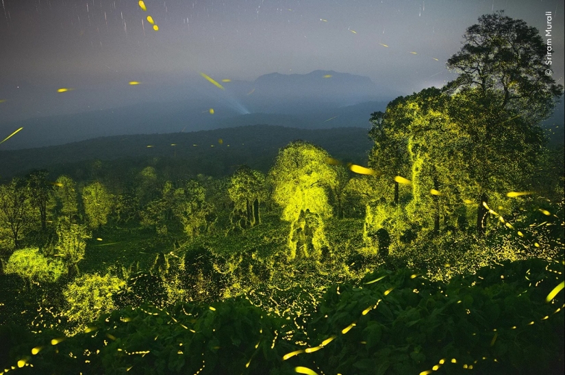 Wildlife Photographer of the Year winners show the beauty — and precarity — of nature Wildlife Photographer of the Year winners show the beauty — and precarity — of nature
