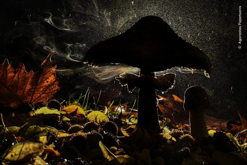Wildlife Photographer of the Year winners show the beauty — and precarity — of nature Wildlife Photographer of the Year winners show the beauty — and precarity — of nature