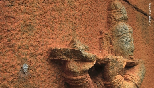 Wildlife Photographer of the Year winners show the beauty — and precarity — of nature Wildlife Photographer of the Year winners show the beauty — and precarity — of nature