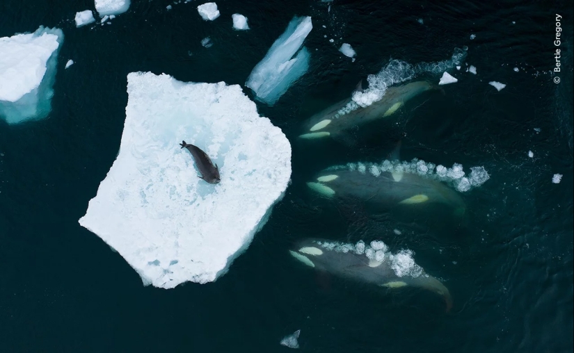 Wildlife Photographer of the Year winners show the beauty — and precarity — of nature Wildlife Photographer of the Year winners show the beauty — and precarity — of nature
