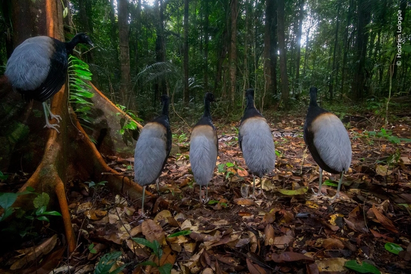 Wildlife Photographer of the Year winners show the beauty — and precarity — of nature Wildlife Photographer of the Year winners show the beauty — and precarity — of nature