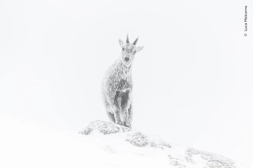 Wildlife Photographer of the Year winners show the beauty — and precarity — of nature Wildlife Photographer of the Year winners show the beauty — and precarity — of nature