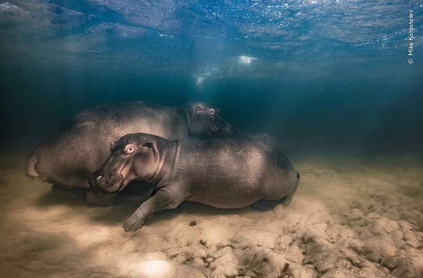 Wildlife Photographer of the Year winners show the beauty — and precarity — of nature Wildlife Photographer of the Year winners show the beauty — and precarity — of nature