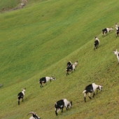 With whom you will be led, from that you will gain: why did the Briton turn into a goat?