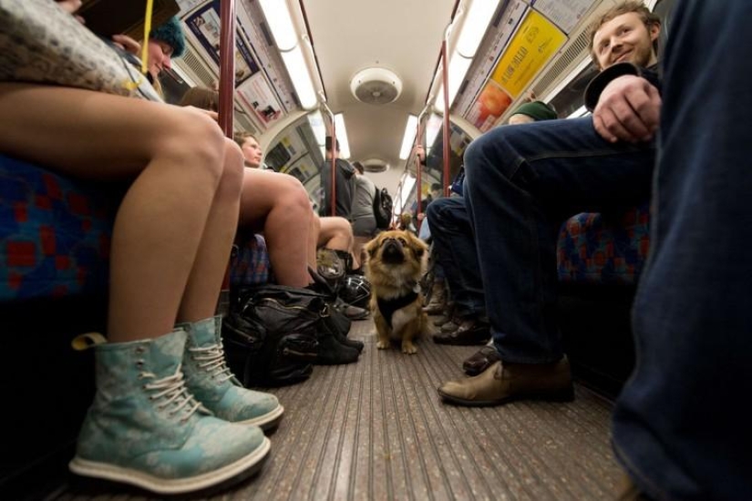 Without pants and shame: the brightest flash mob of this winter