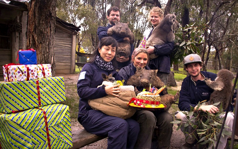 Wombat gigante cumple 30 años y se registra en Tinder