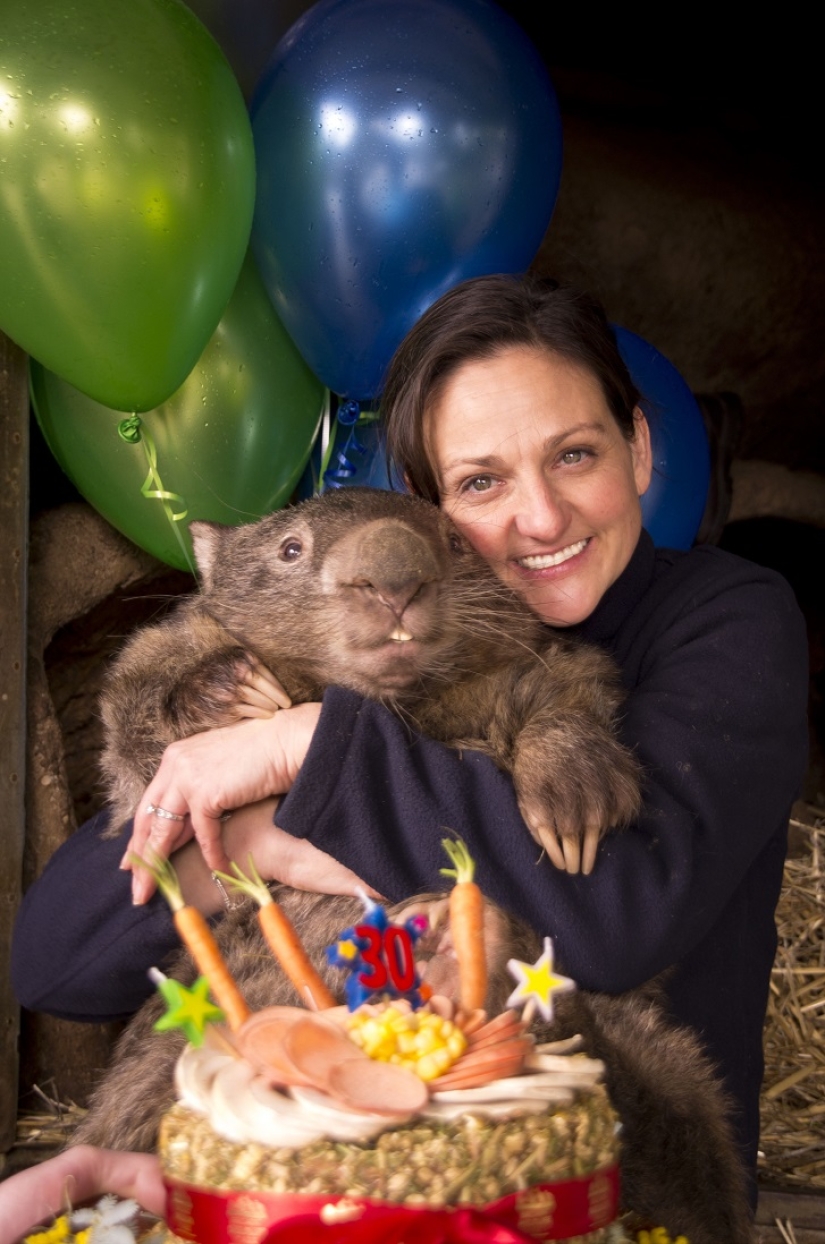 Wombat gigante cumple 30 años y se registra en Tinder