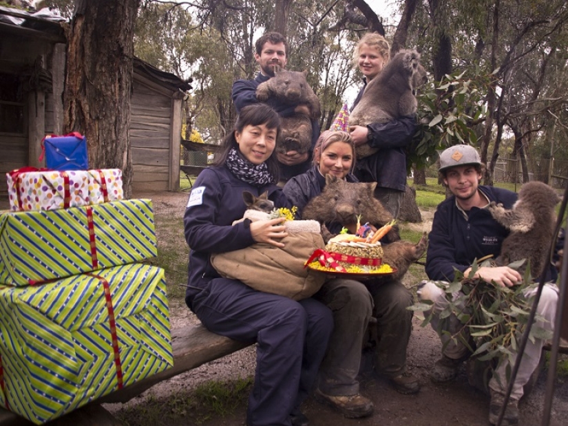 Wombat gigante cumple 30 años y se registra en Tinder