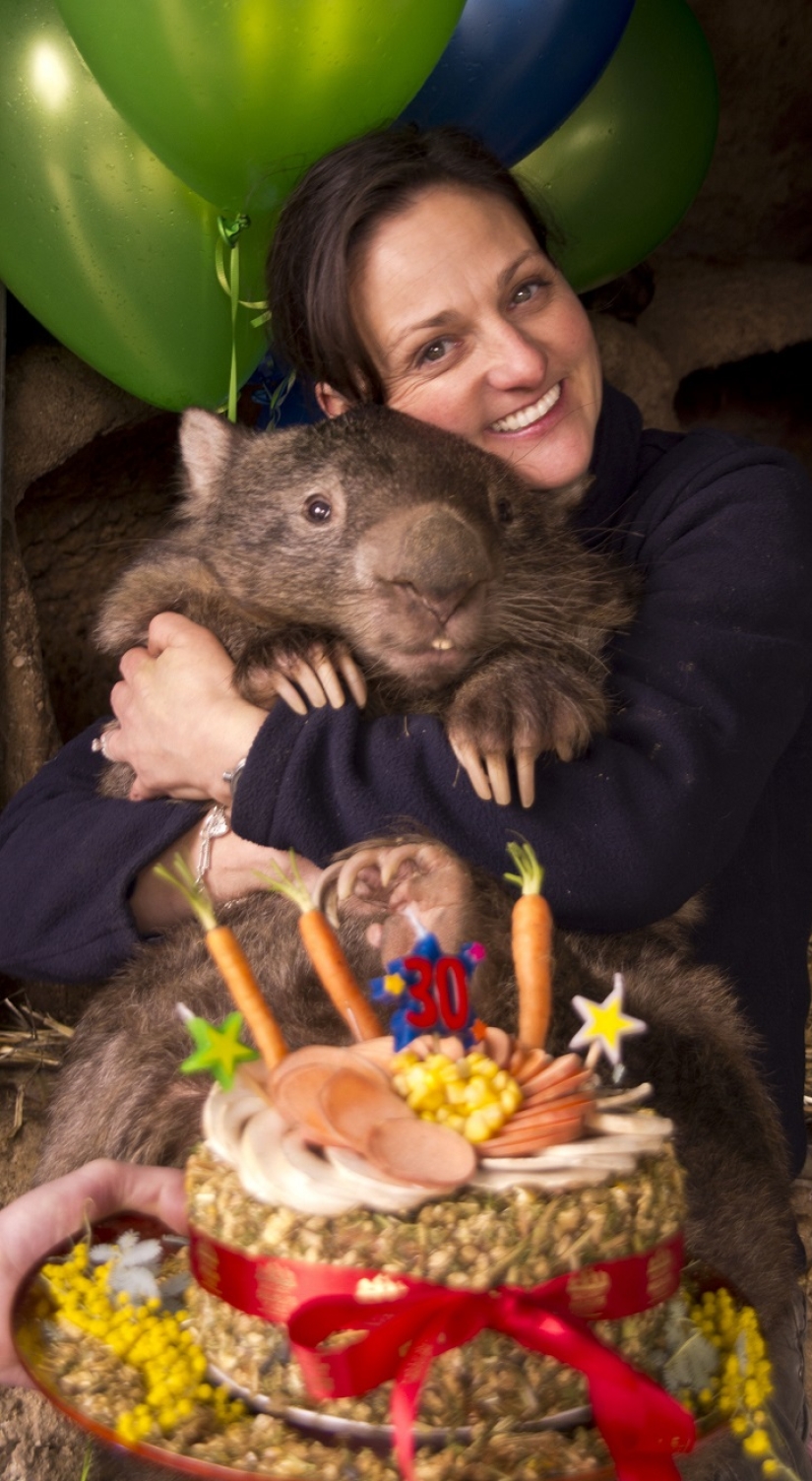 Wombat gigante cumple 30 años y se registra en Tinder