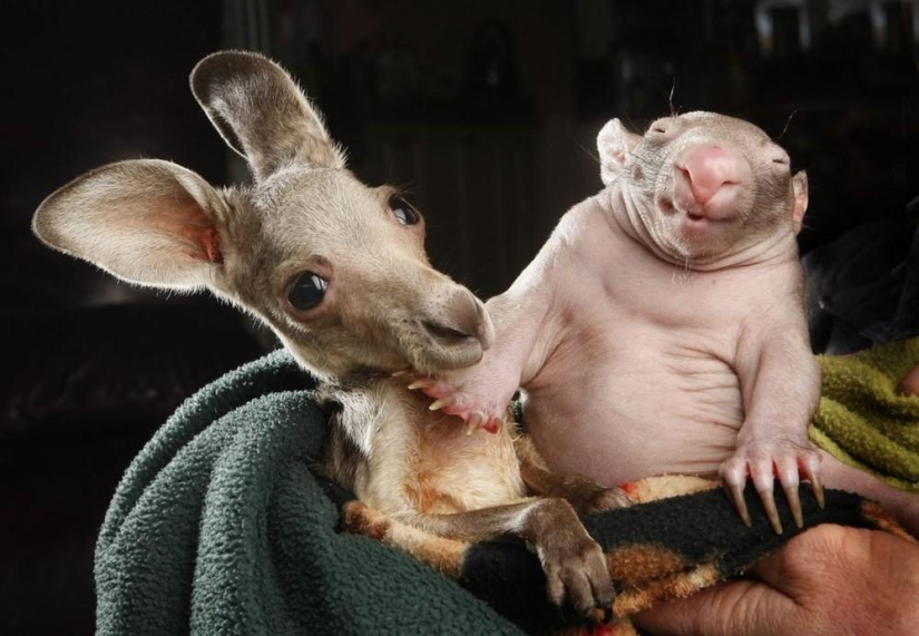 Wombat y canguro huérfanos se vuelven mejores amigos